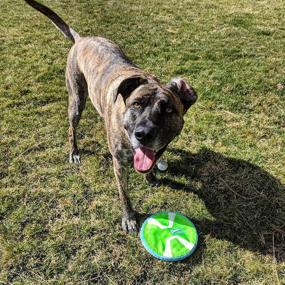 Pet Friendly Vacation Rentals in Bend, Oregon